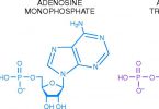 Adenosine