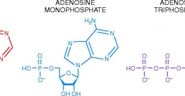 Adenosine