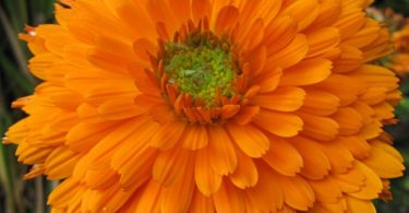 Calendula