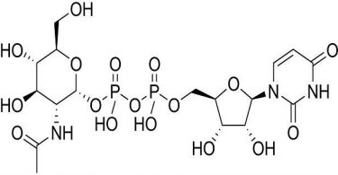 Acetyl glucosamine